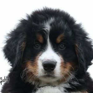 Meet your Posher, Sally